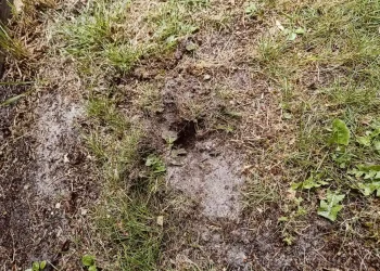 Skadedyrsbekæmpelse Kontakt os for en skræddersyede løsning