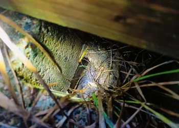 Skadedyrsbekæmpelse Kontakt os for en skræddersyede løsning