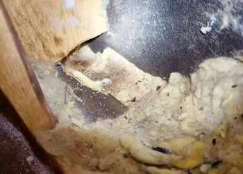 Skadedyrsbekæmpelse Kontakt os for en skræddersyede løsning