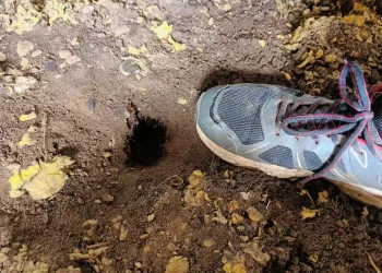 Skadedyrsbekæmpelse Kontakt os for en skræddersyede løsning