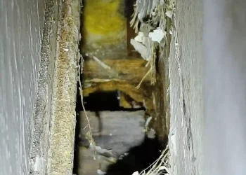 Skadedyrsbekæmpelse Kontakt os for en skræddersyede løsning