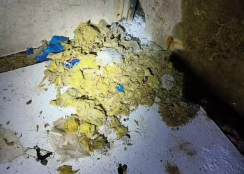 Skadedyrsbekæmpelse Kontakt os for en skræddersyede løsning