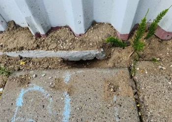 Skadedyrsbekæmpelse Kontakt os for en skræddersyede løsning